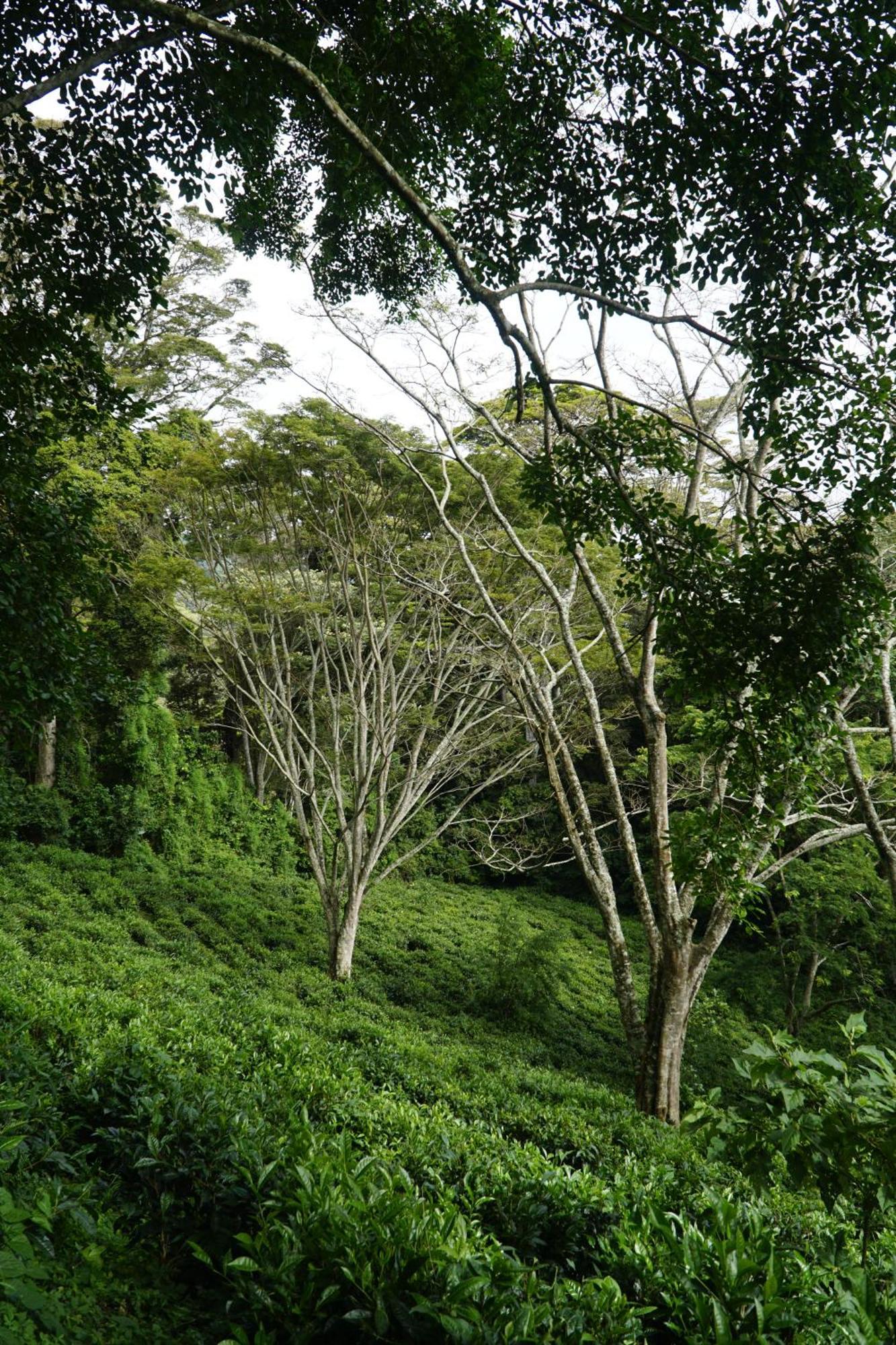 Themi Valley Eco And Cultural Tourism Homestay Arusha Luaran gambar